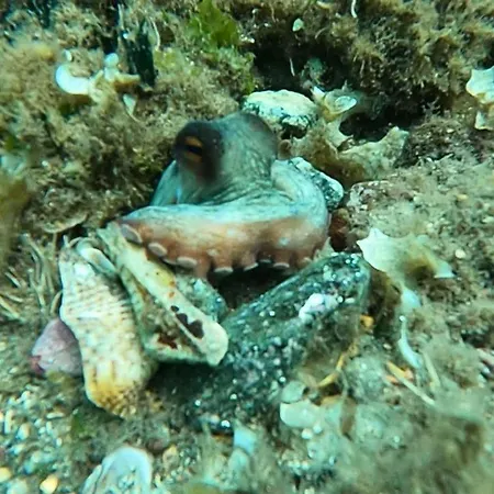 公寓 Casa Viola, Splendido Sul Mare