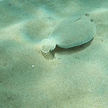 Casa Viola, Splendido Sul Mare 公寓 Porto Columbu - Perd'E Sali